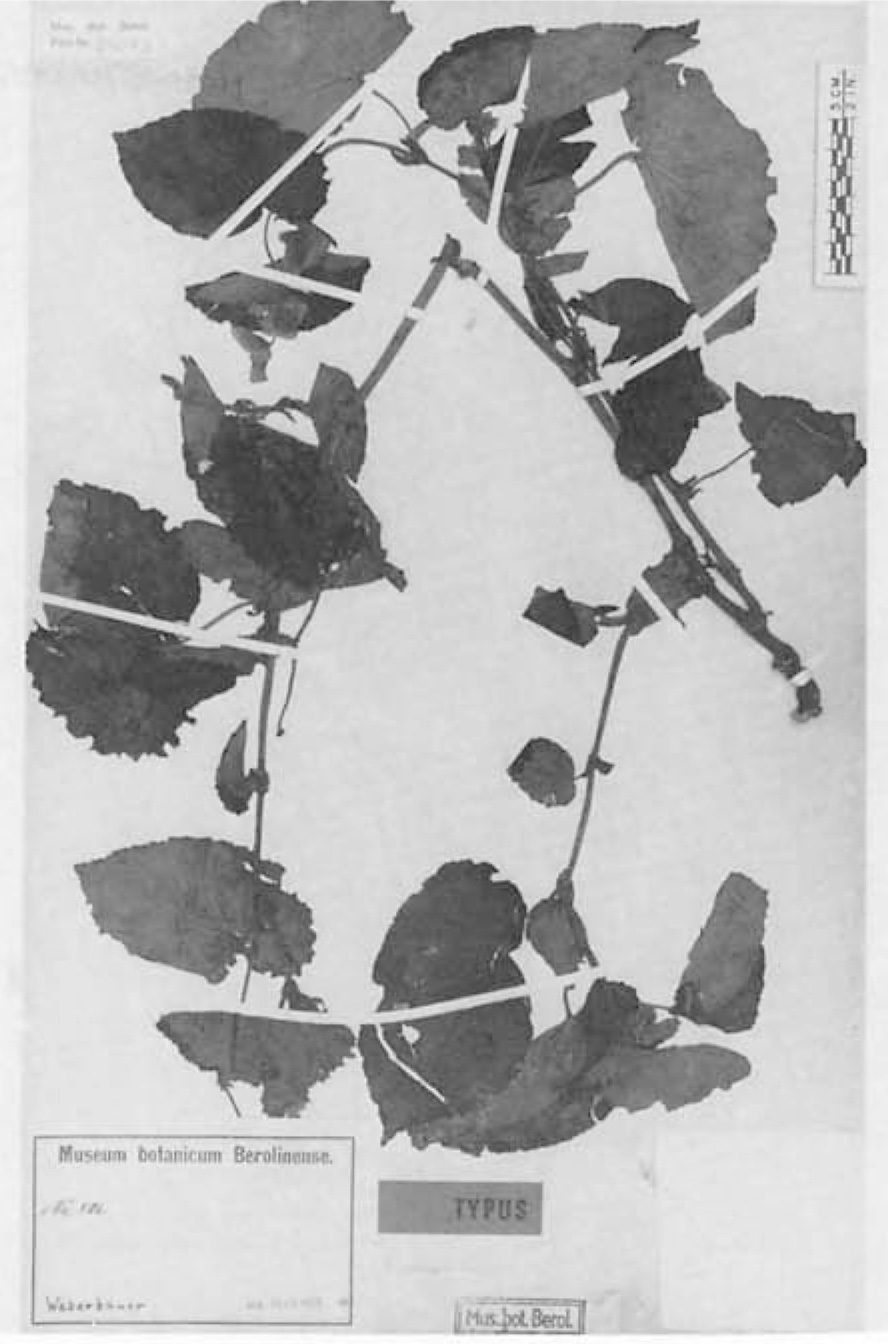 B. peltigera
